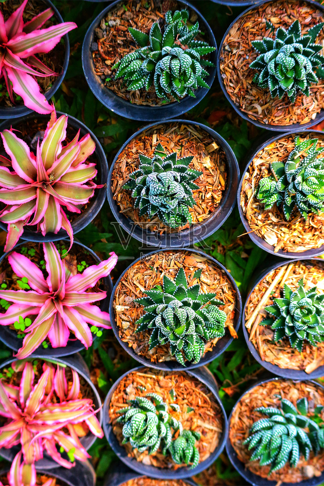 引人注目的多肉植物和凤梨科植物照片摄影图片