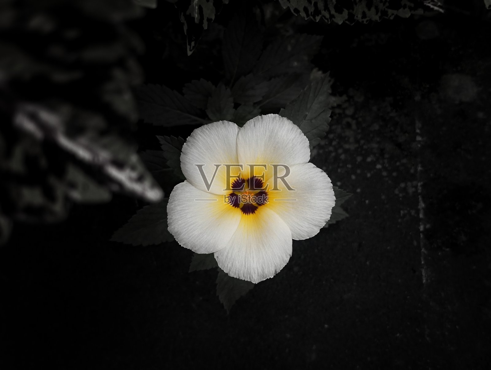 白色花朵照片摄影图片