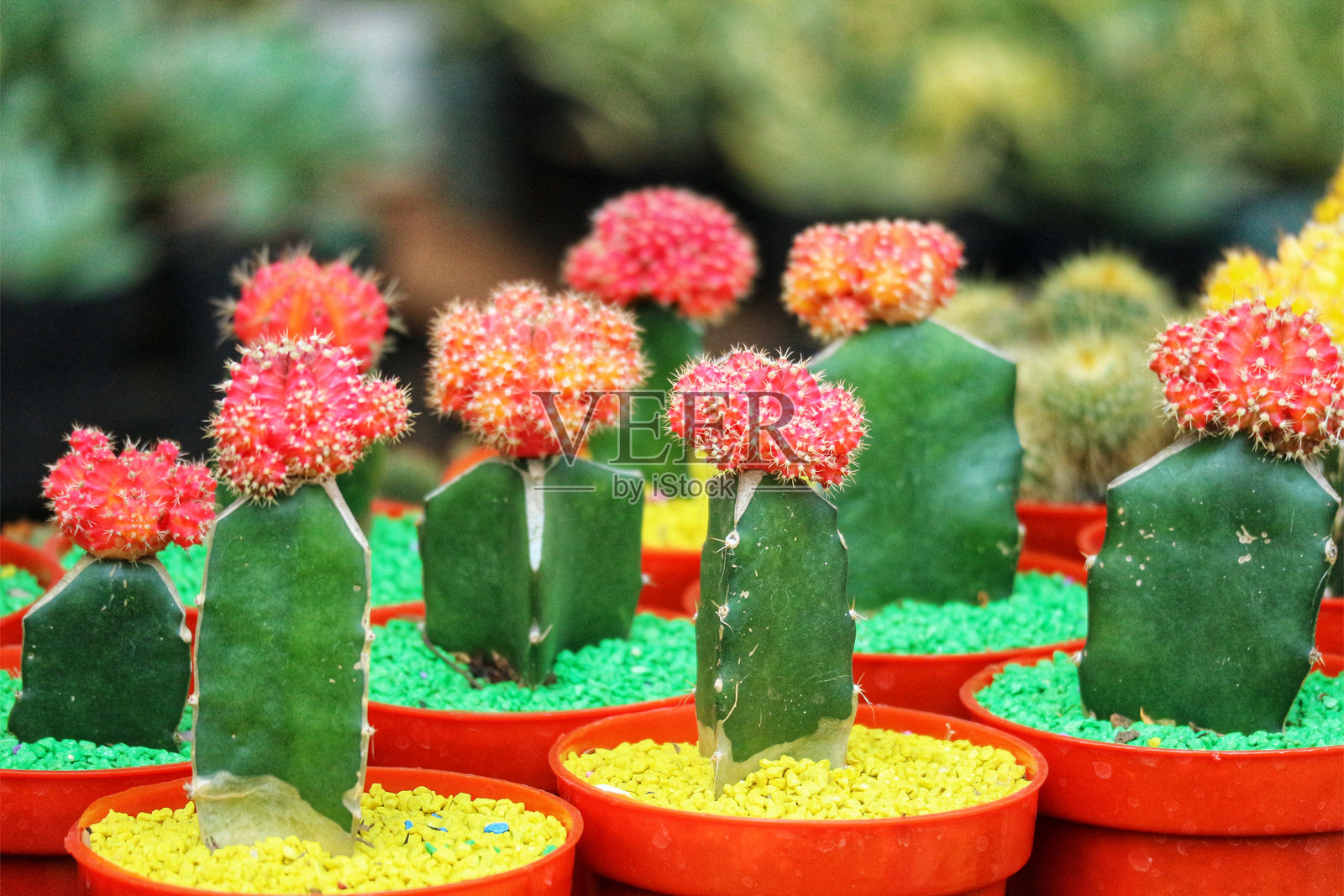 迷人的球柱仙人掌系列照片摄影图片