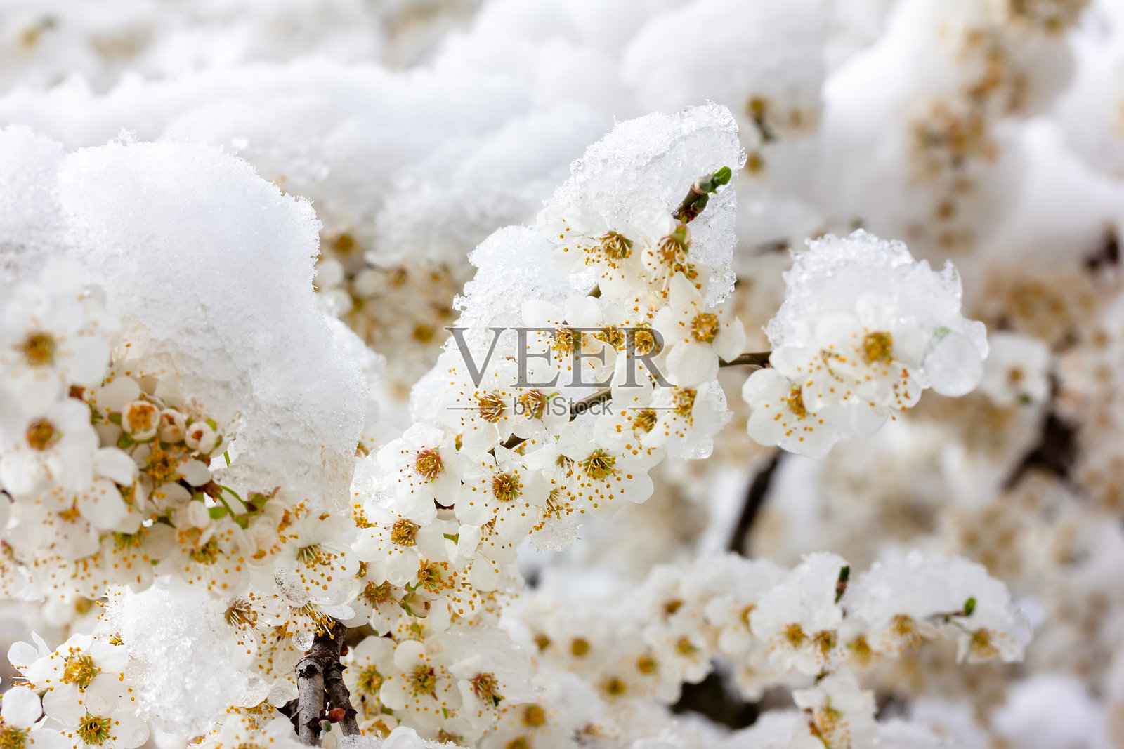 雪中盛开的树枝特写照片摄影图片
