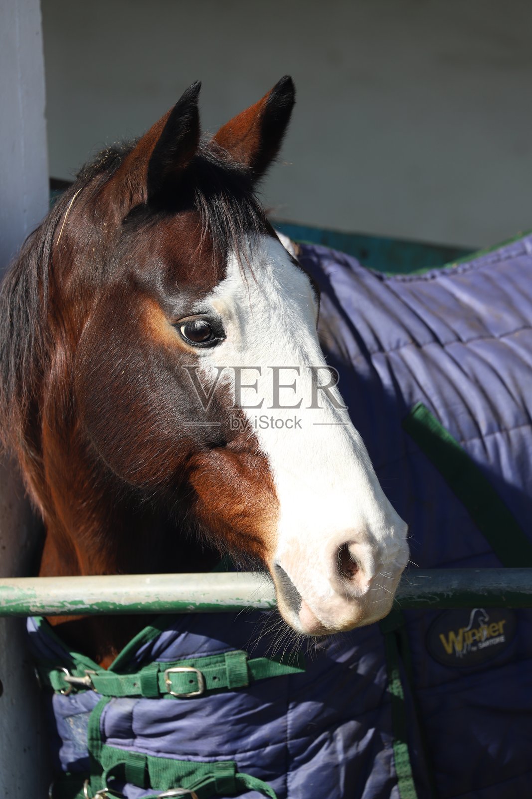 马照片摄影图片