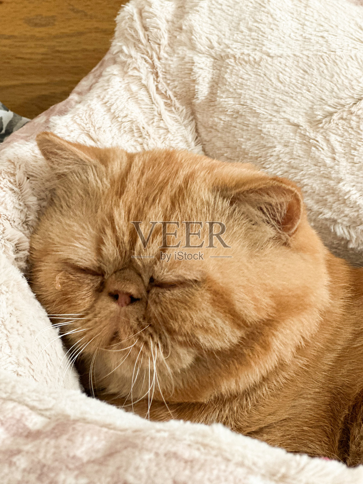 一只毛茸茸的橙色异国短毛猫在舒适柔软的床上睡觉。照片摄影图片