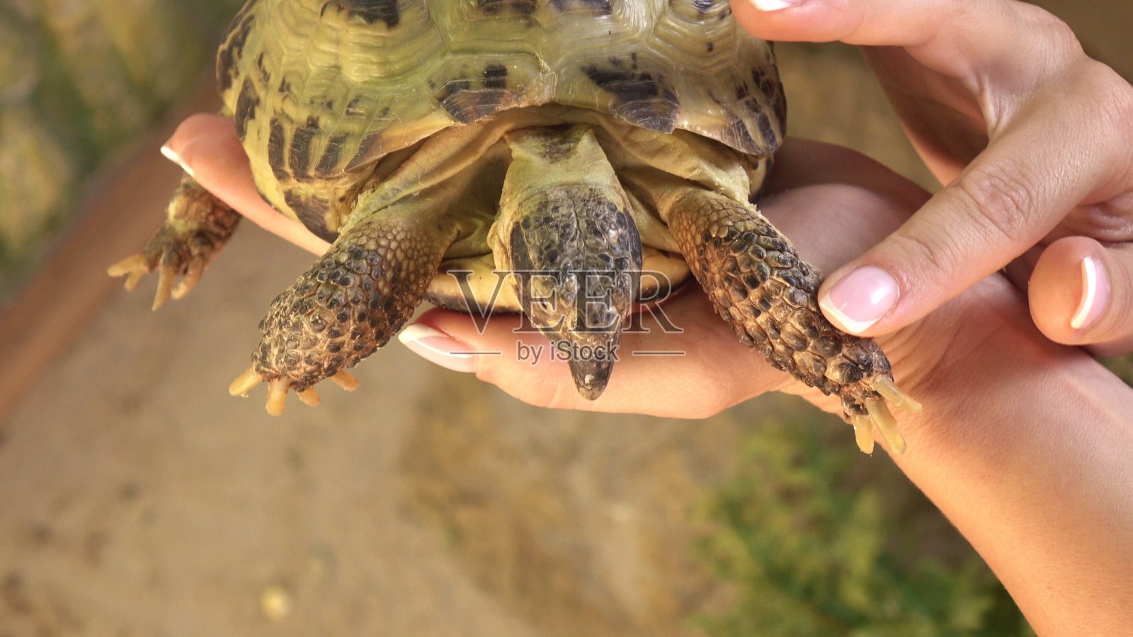 女人抱着乌龟的特写照片摄影图片