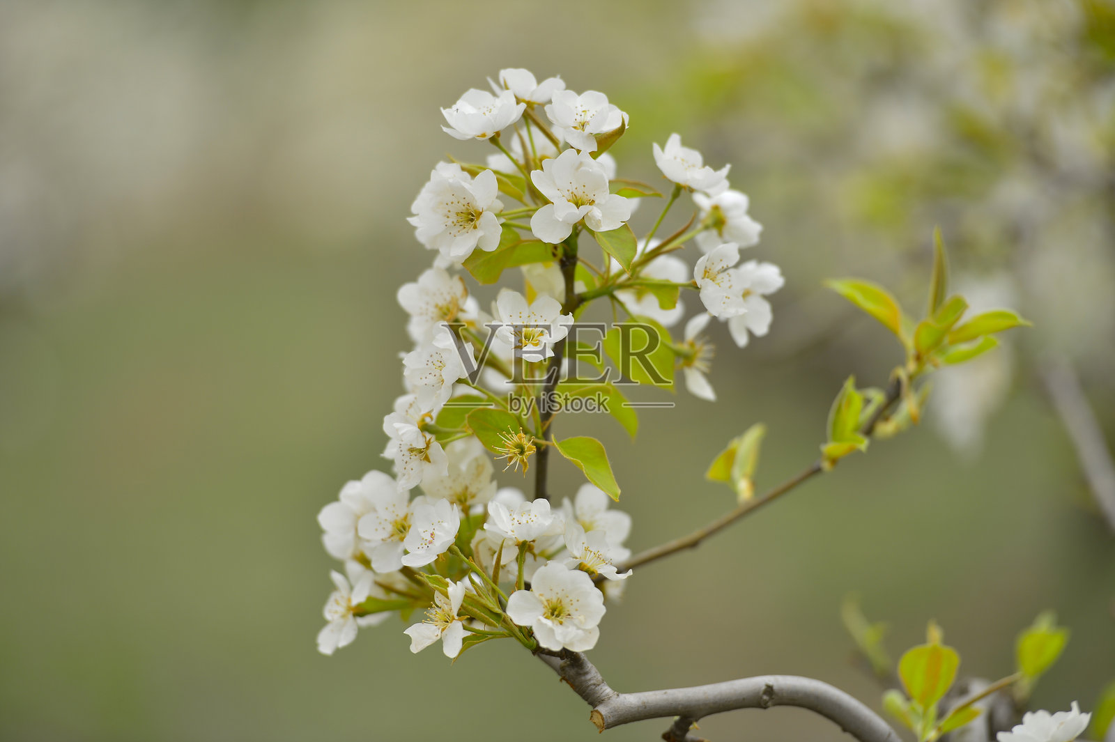 春天盛开的梨花照片摄影图片