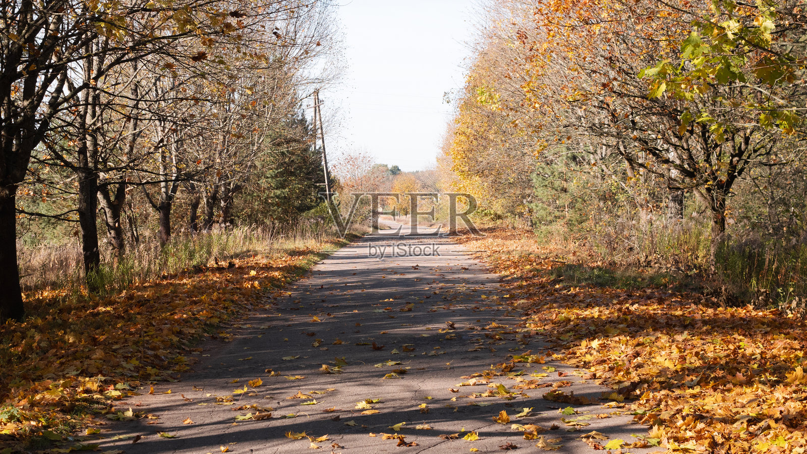 宁静的秋季小径被明亮多彩的树叶环绕，展现自然的壮丽照片摄影图片
