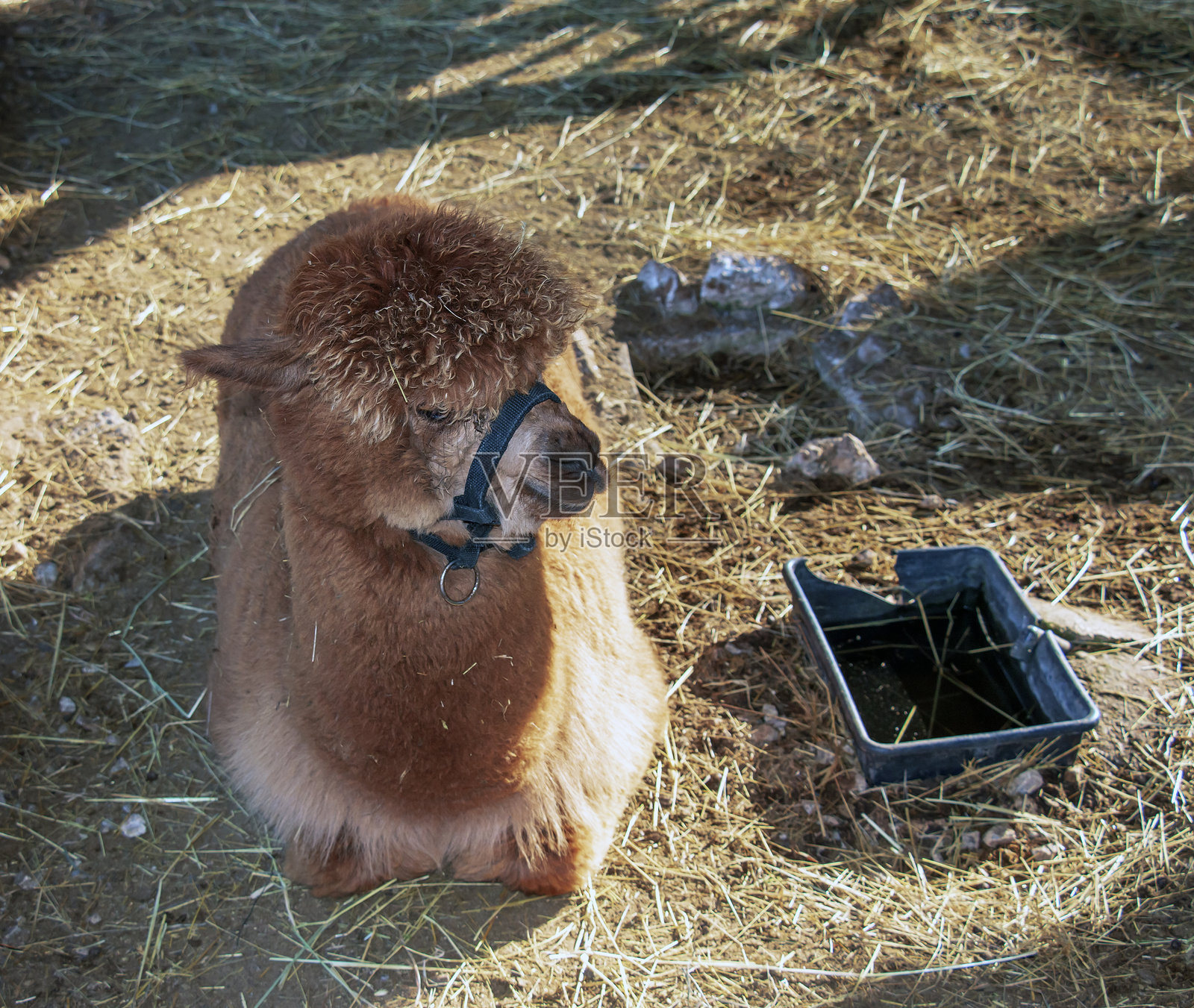 阿尔帕卡（Lama pacos）是一种南美洲的骆驼品种，以其柔软的羊毛而闻名。照片摄影图片