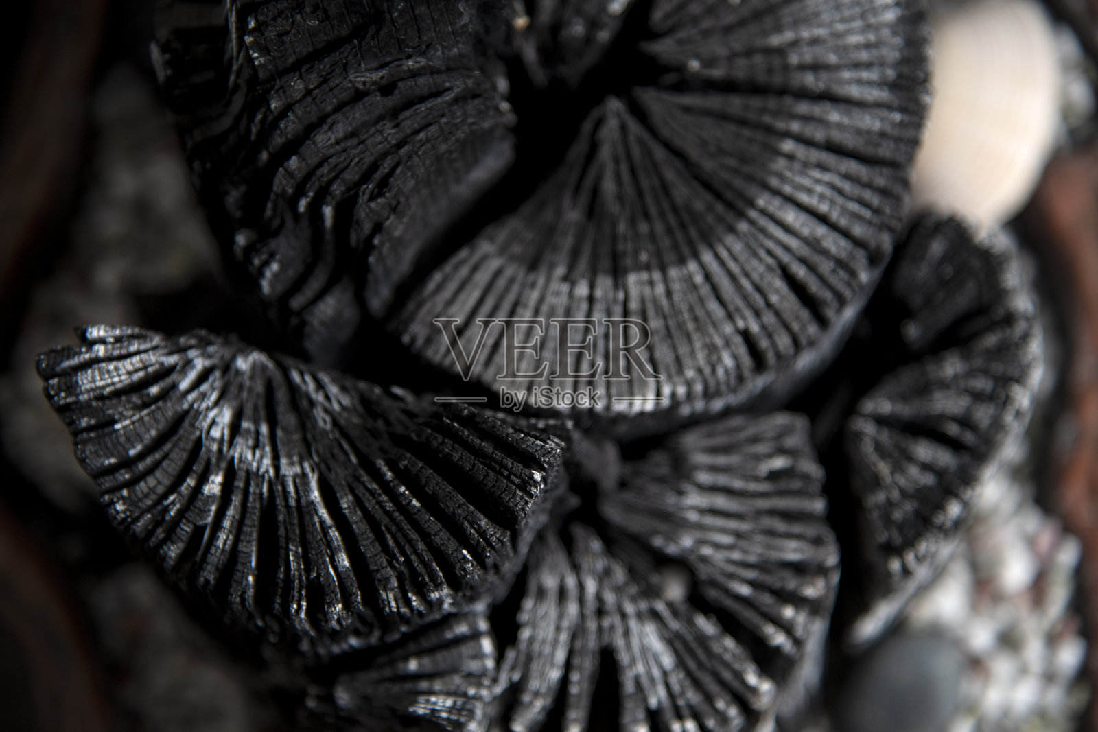 空气净化用木炭照片摄影图片