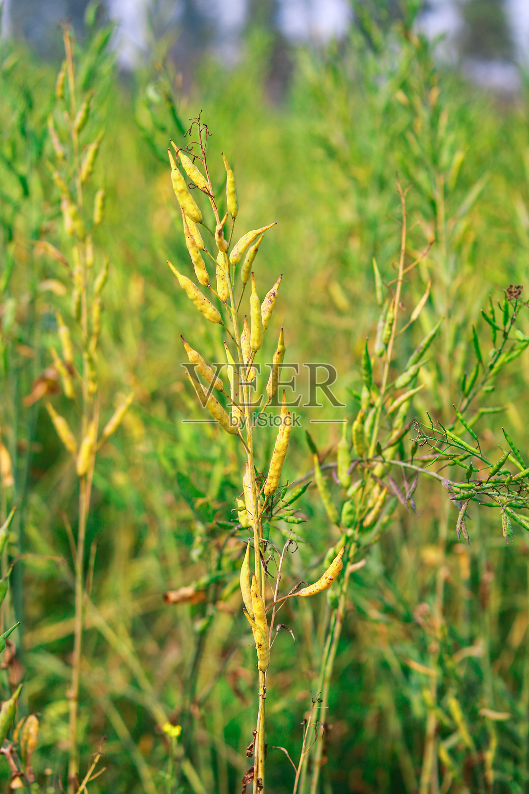 田野中的芥菜树，绿色植物的特写，准备收获。照片摄影图片