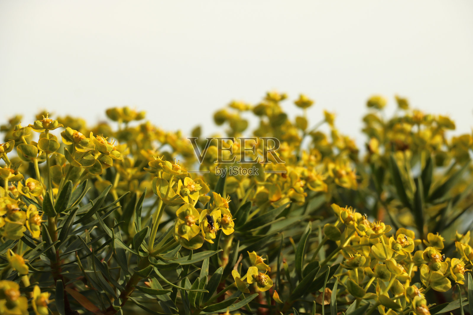 图像展示了明亮的黄色花朵特写，旁边有一只小黑虫，背景模糊，留有空白空间。照片摄影图片