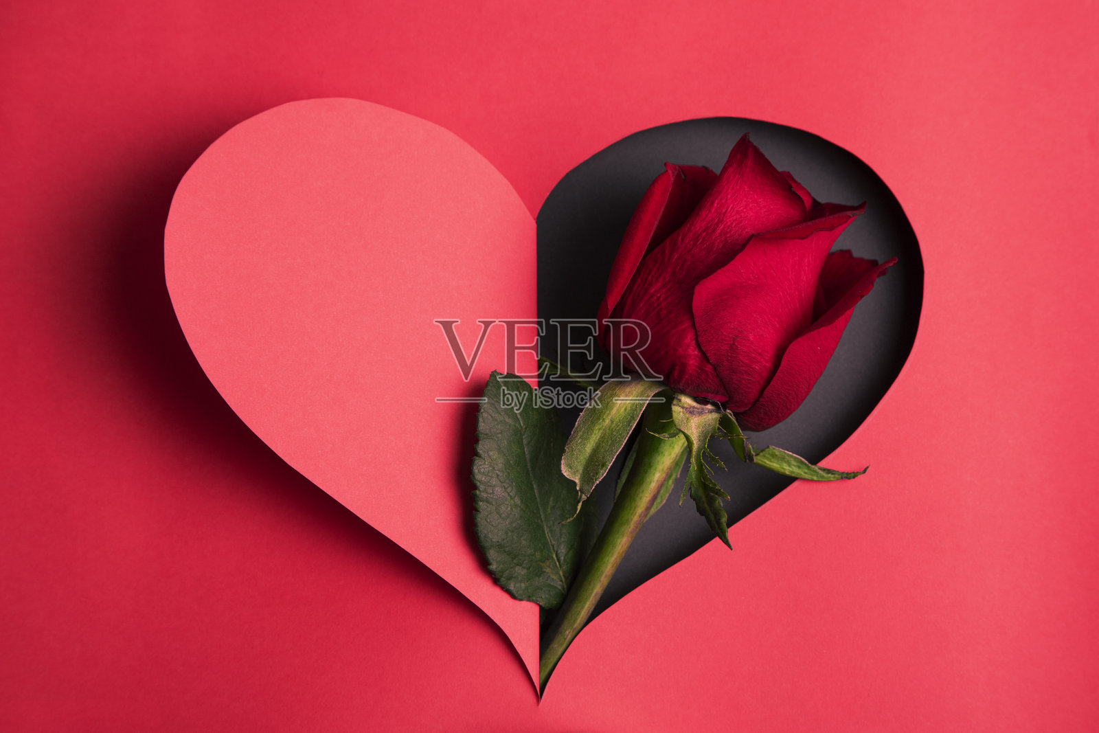 红心中的玫瑰花照片摄影图片