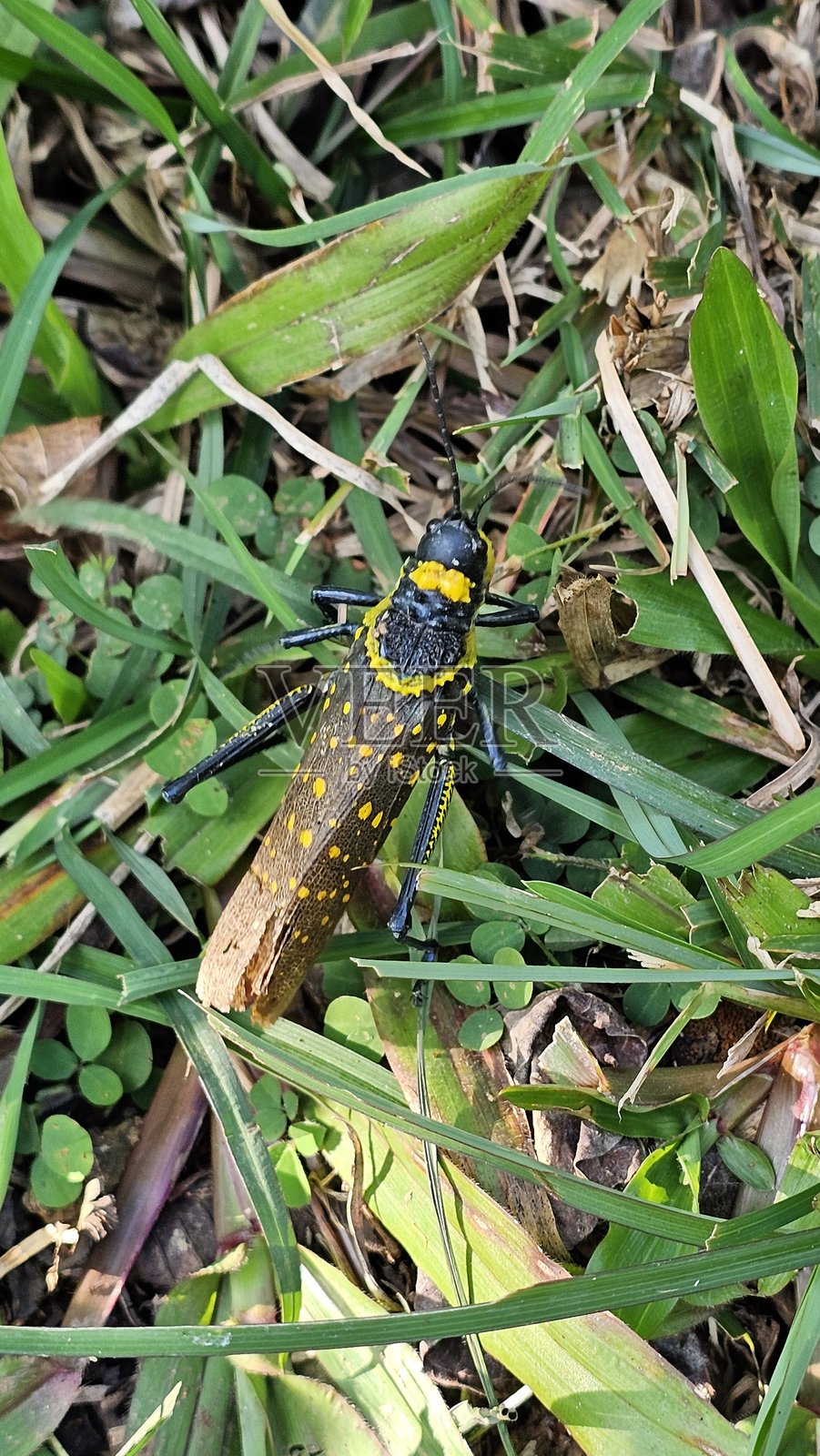 蚂蚱是中型到大型昆虫。成虫的长度根据物种不同，通常为1到7厘米。照片摄影图片