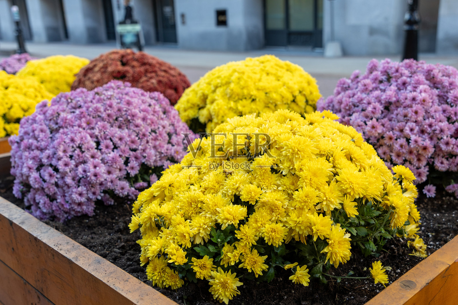加拿大渥太华街道花坛中的菊花照片摄影图片