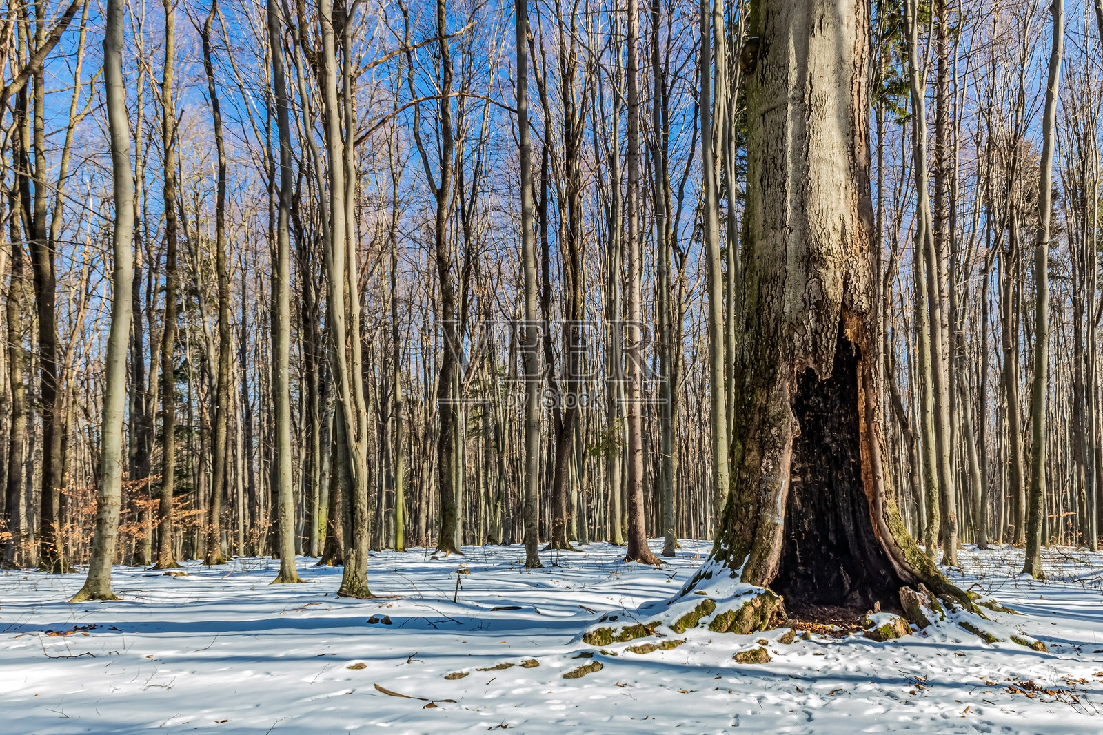 风景 - 森林 - 欧洲，罗马尼亚，苏恰瓦地区照片摄影图片