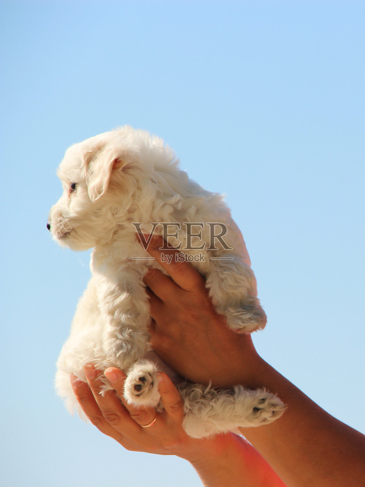 马尔济斯贵宾犬小狗摆姿势。小型马尔济斯犬坐在人手中。家庭宠物照片摄影图片