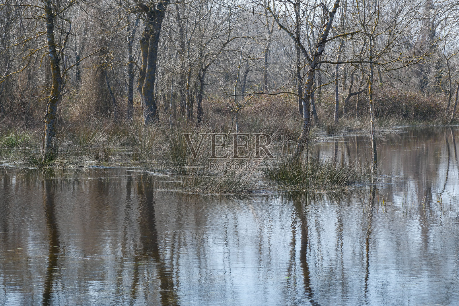 被淹没的森林照片摄影图片