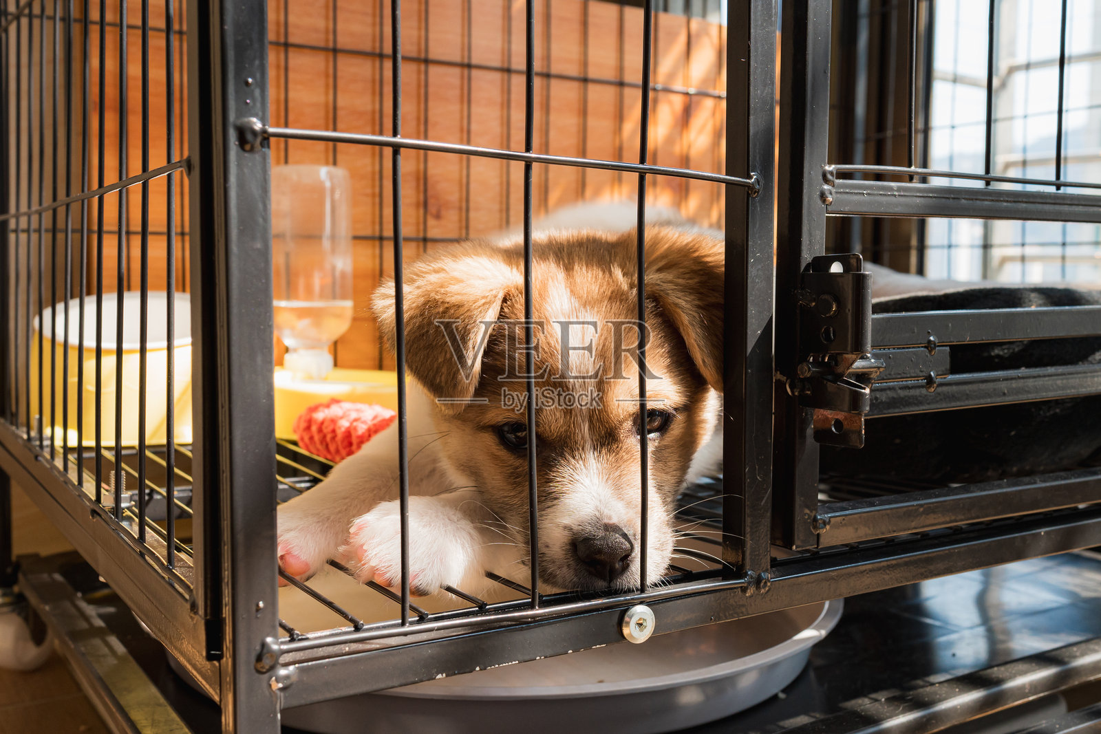 铁笼里的小狗照片摄影图片