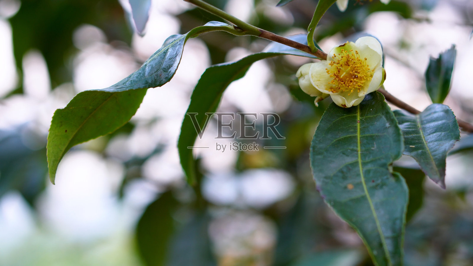 生态草药农场中的新鲜绿茶树叶。早晨阳光下的茶树种植园。新鲜的草本绿色自然花园农田。饮用有机放松健康植物。农场中的绿茶树。照片摄影图片