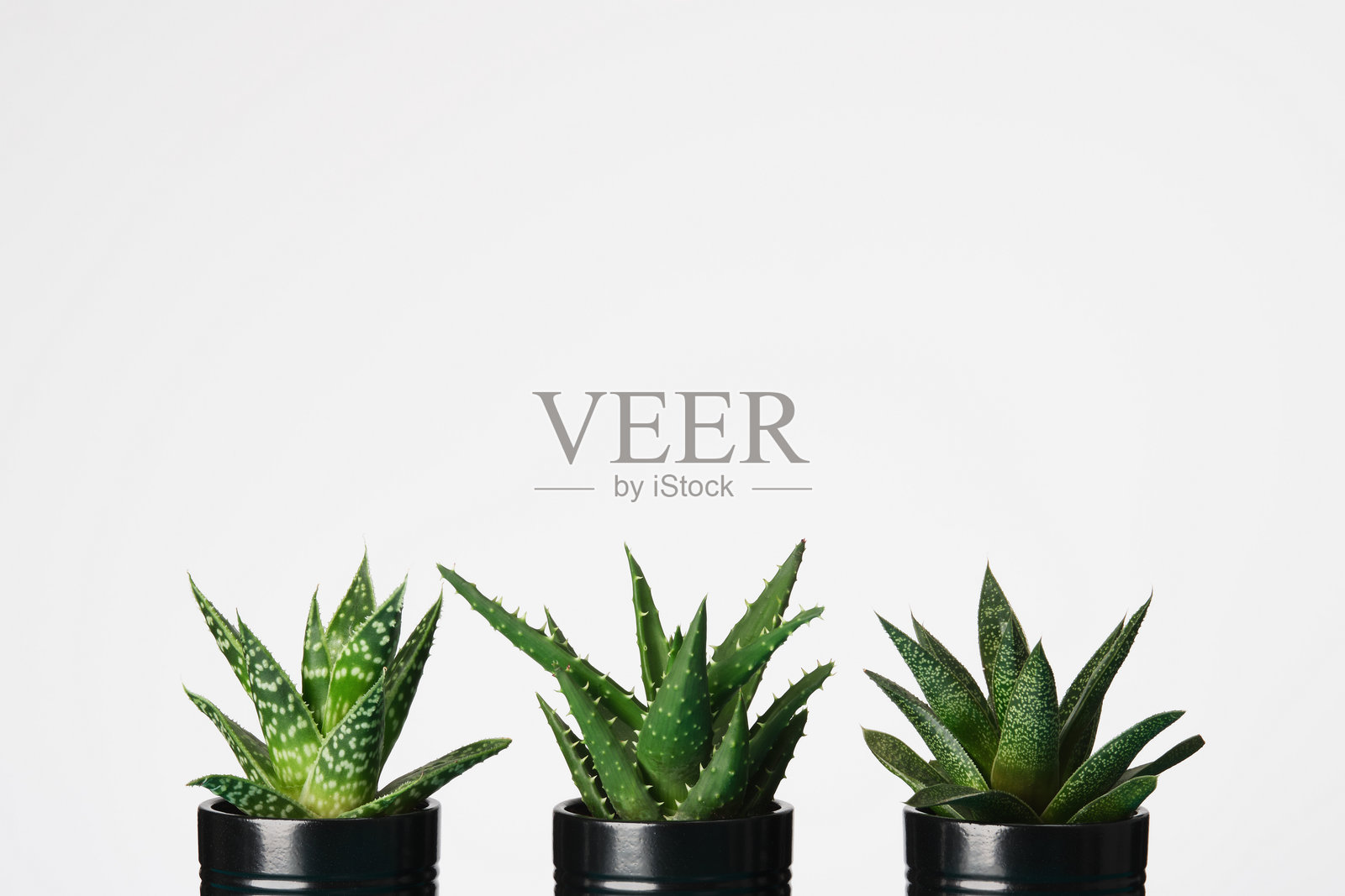 三盆黑色花盆里的多肉植物，背景为白色。留有文字空间。照片摄影图片