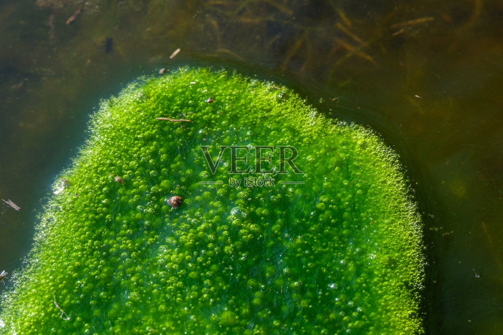 苔藓照片摄影图片