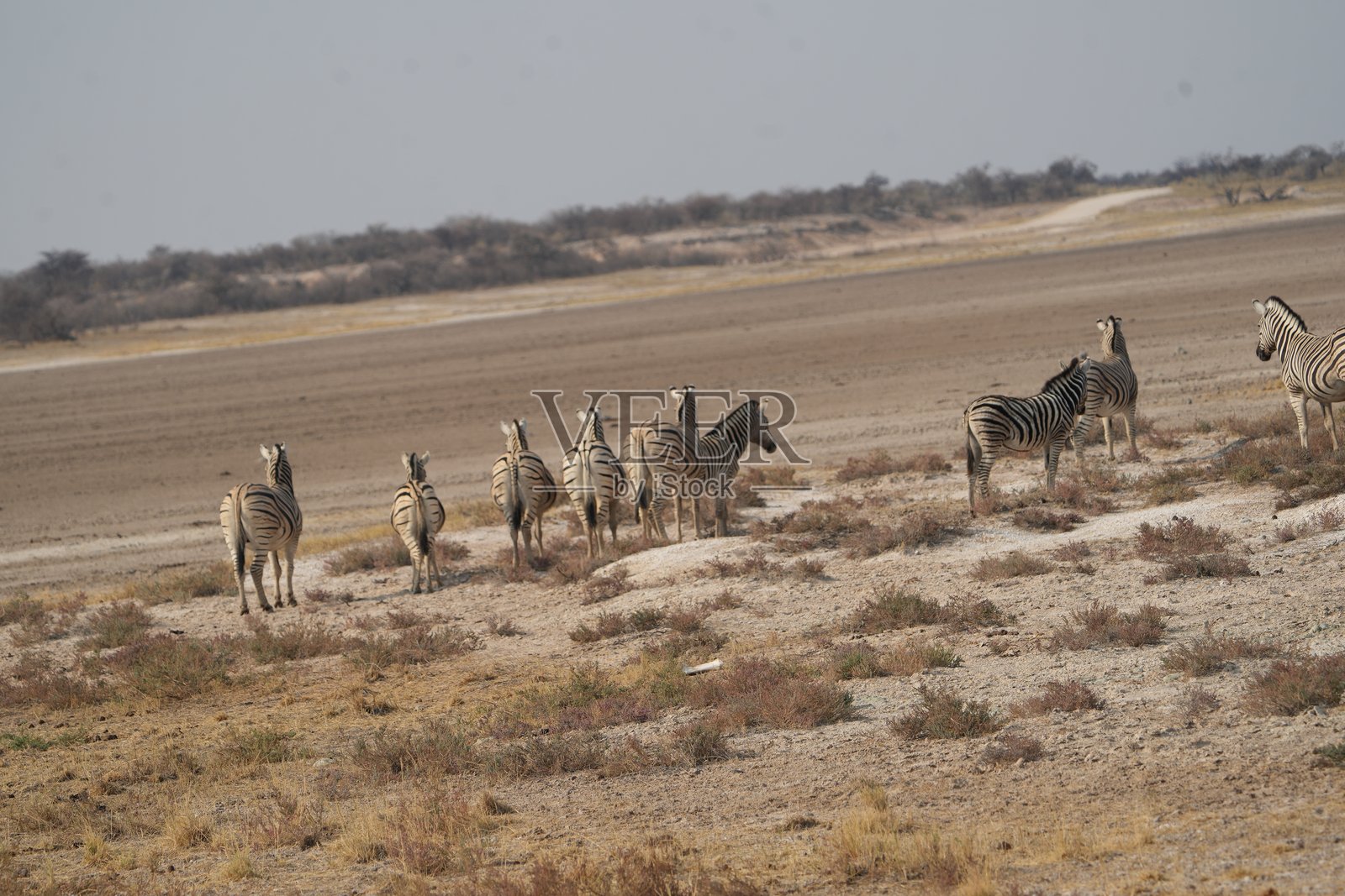 斑马的背影寻找下一顿美餐照片摄影图片