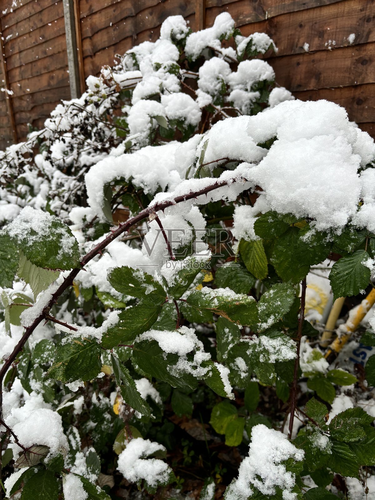 被雪覆盖的荆棘照片摄影图片