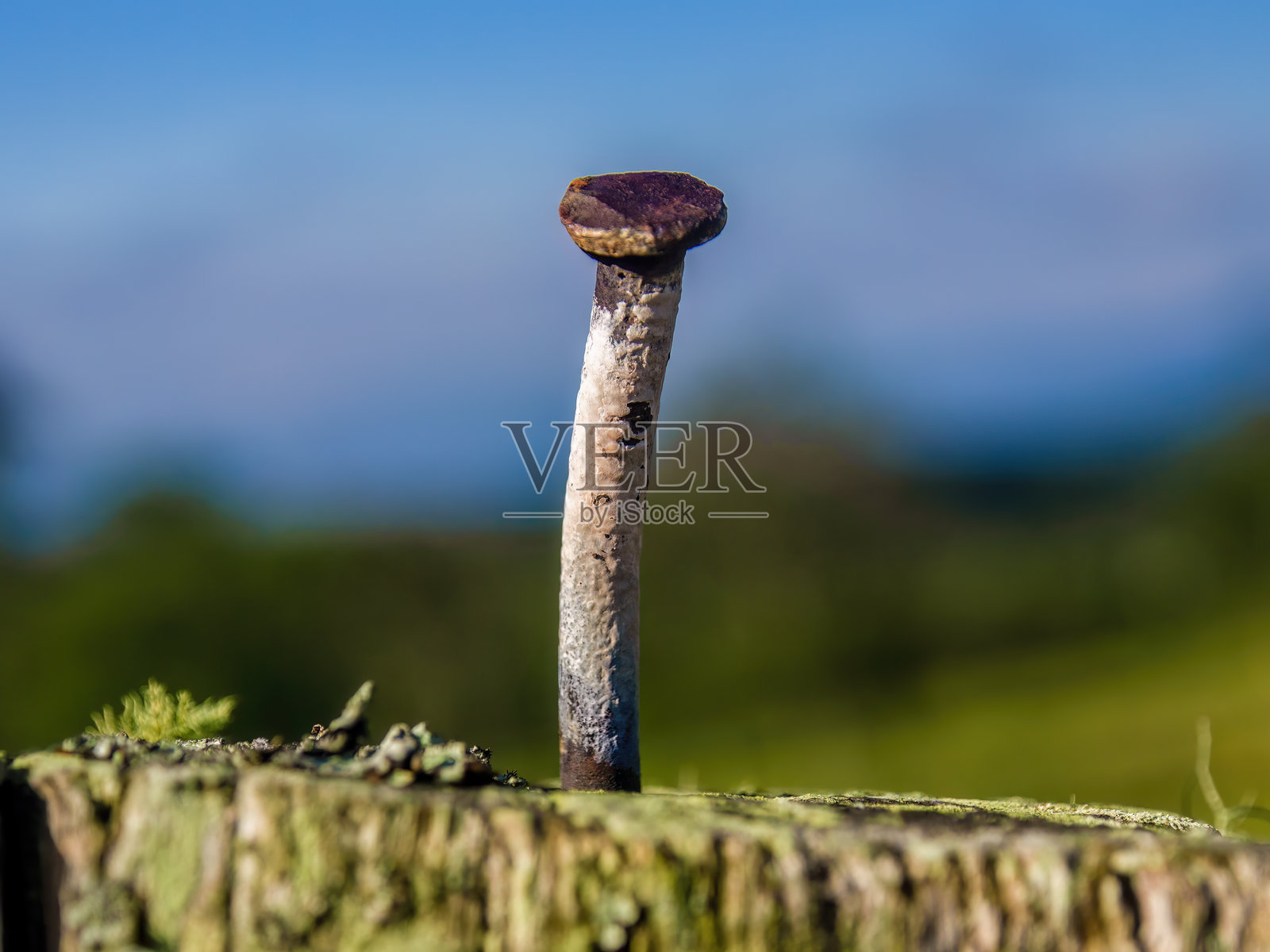 宏观摄影：一根生锈的弯曲钉子放在木栅栏的顶部照片摄影图片