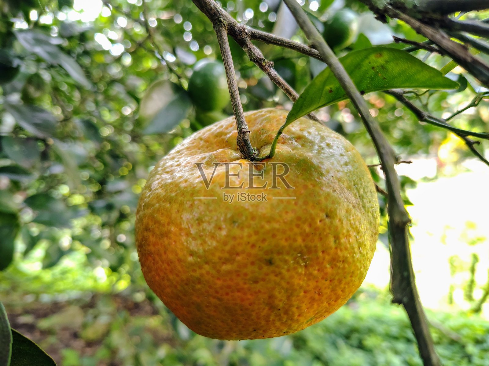 成熟的橘子挂在树枝上照片摄影图片