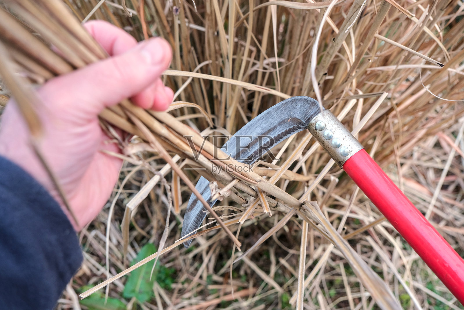 一个男人用腌黄瓜割干草。照片摄影图片