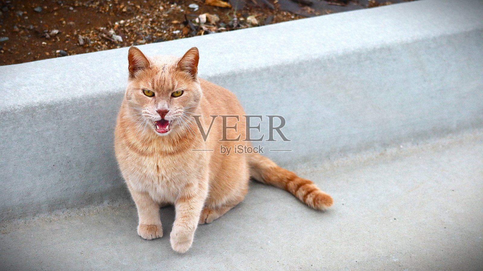 2025年3月11日 一只棕色的家猫，毛发柔软，眼神好奇，有一天溜了出去，结果迷路了。照片摄影图片