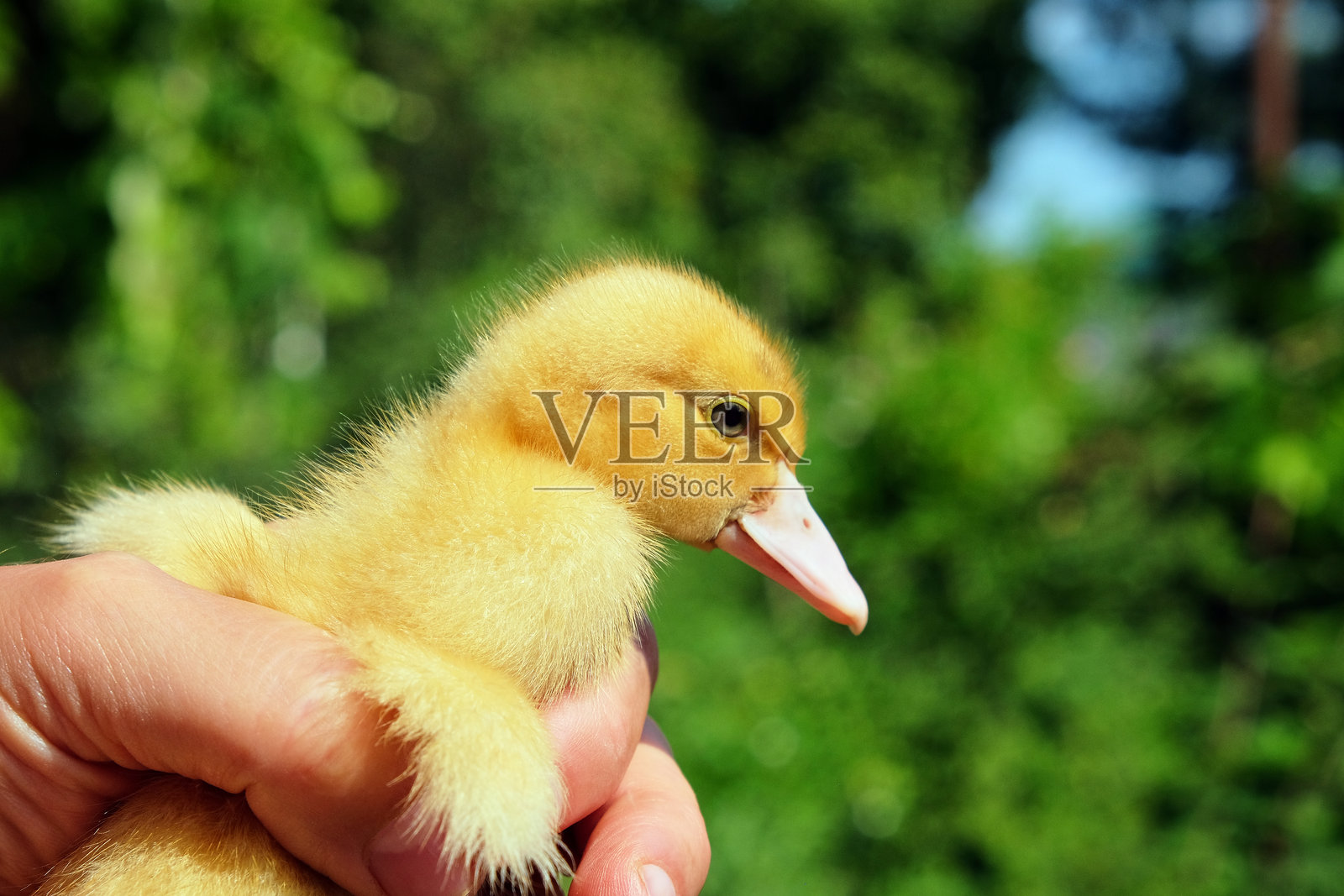 一只小黄鸭被温柔地托在人的手中，背景是模糊的绿色自然景色。照片摄影图片