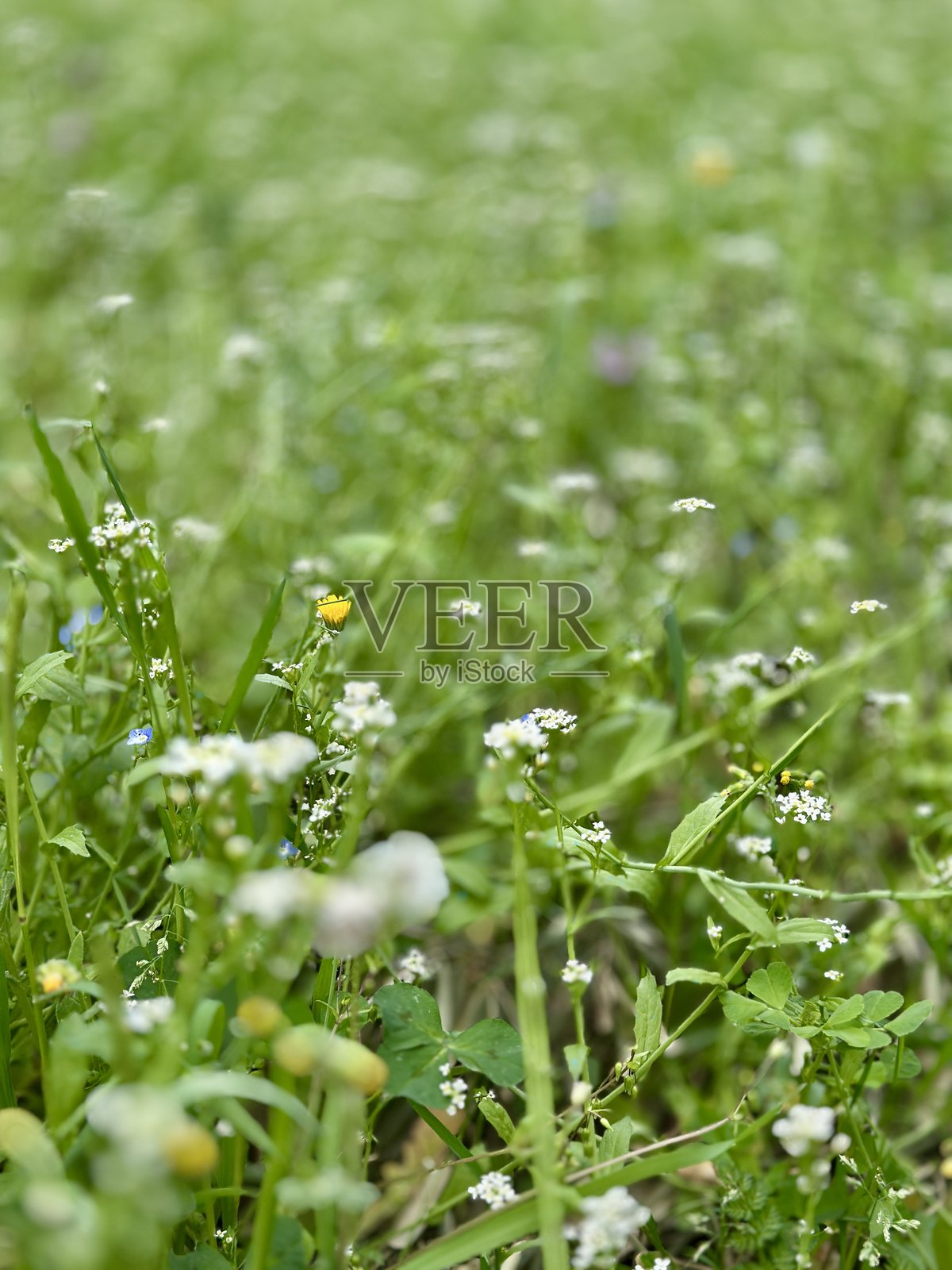 绿色的草地照片摄影图片