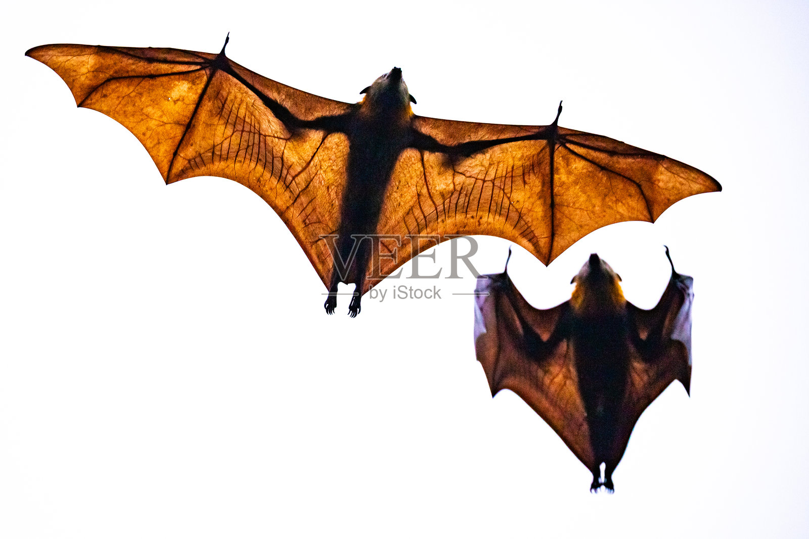 一只飞狐（果蝠属）在空中翱翔，孤立在白色背景下，阳光照耀着它展开的翅膀的细腻膜结构。照片摄影图片