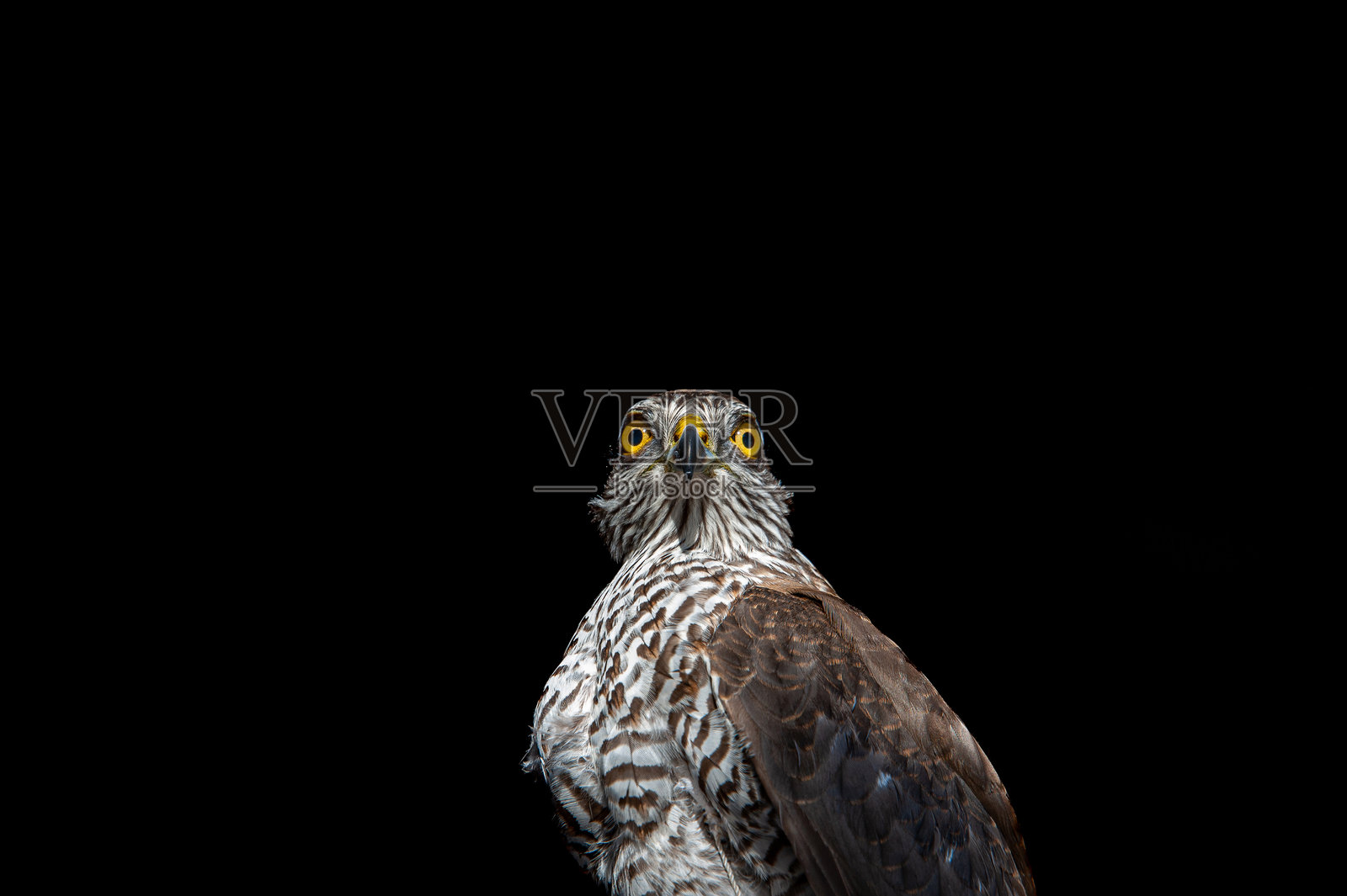 雀鹰的目光照片摄影图片