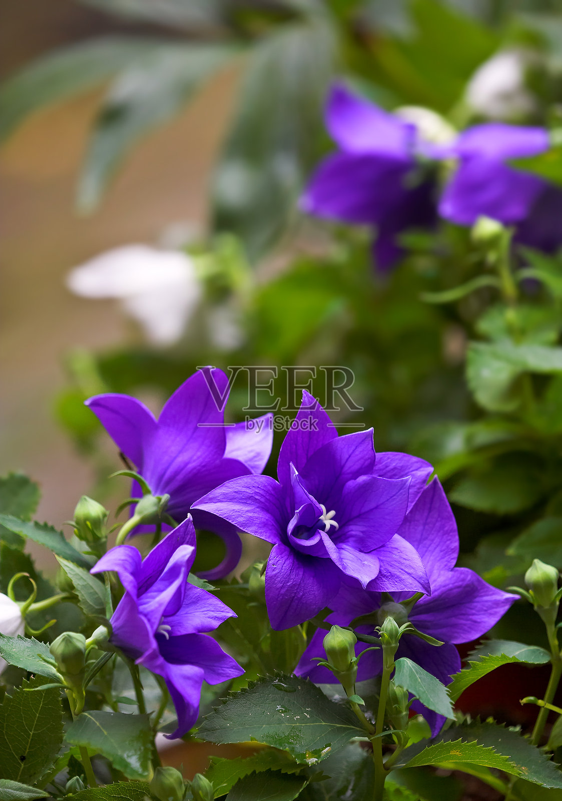 我花园里美丽的花朵照片摄影图片