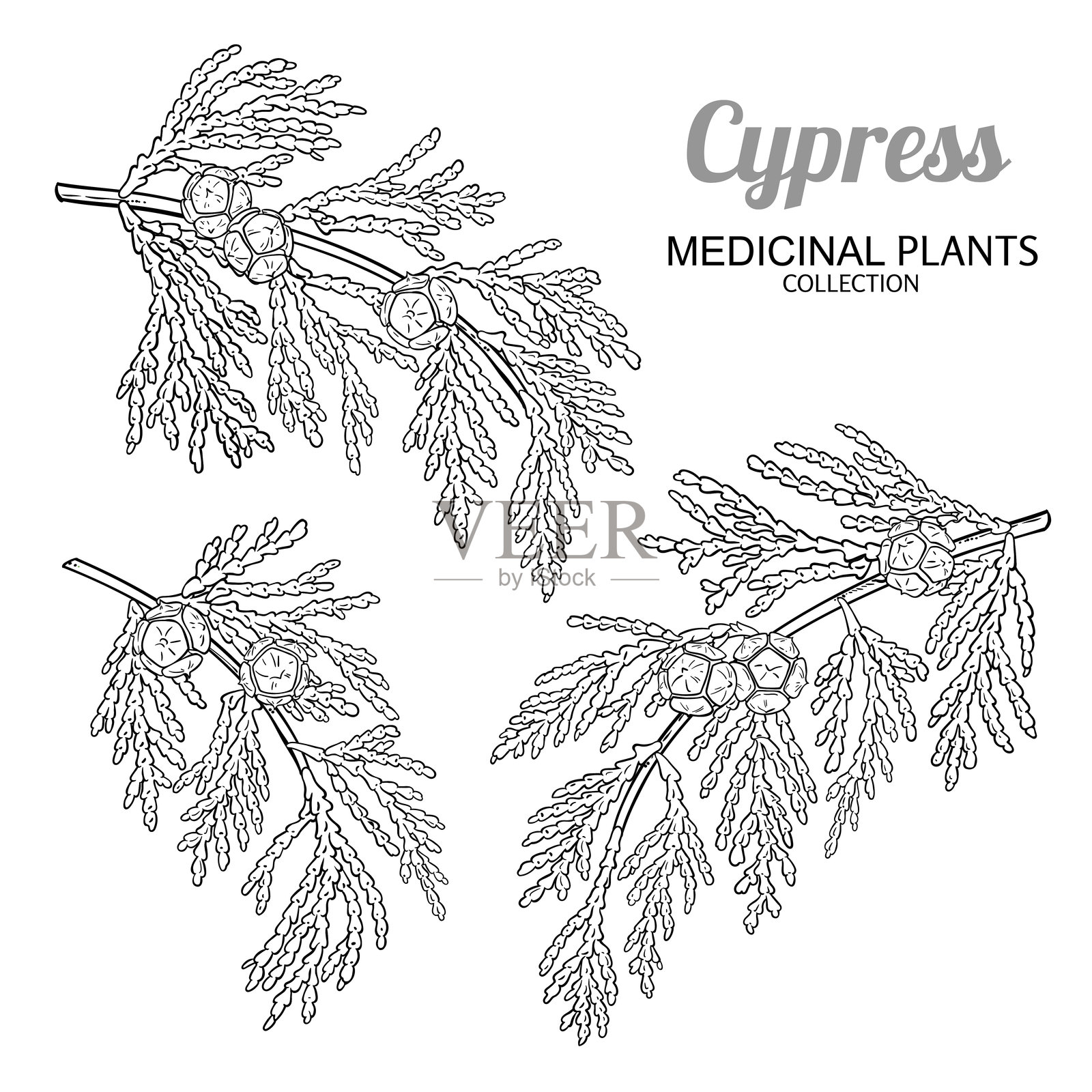 带有松果的柏树枝轮廓插图插画图片素材