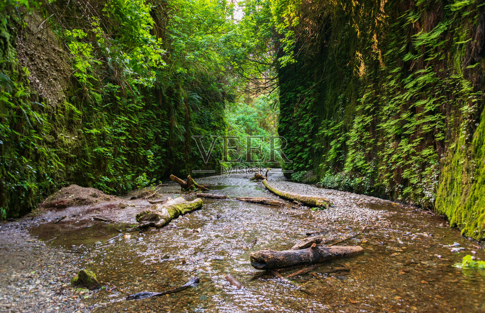 红木国家公园的蕨类峡谷照片摄影图片