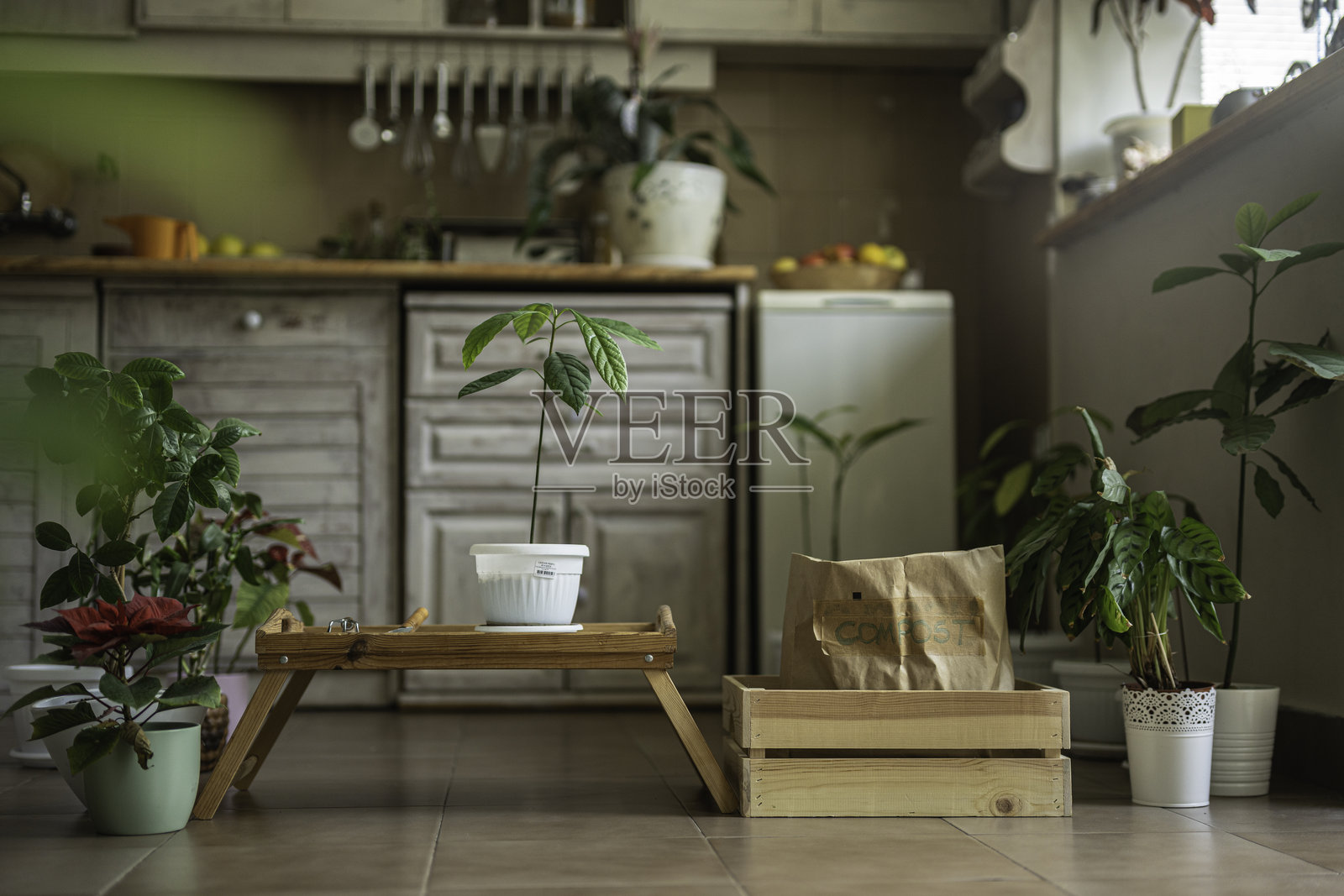 家庭园艺与堆肥。生态意识。照片摄影图片