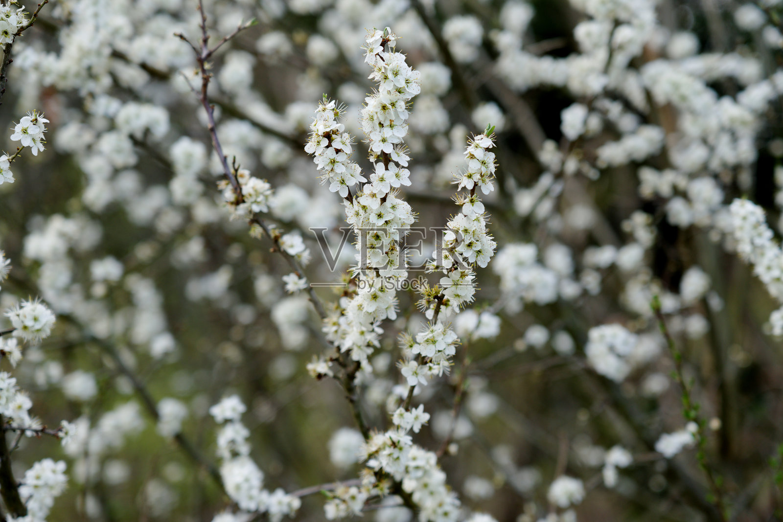 春天的触感照片摄影图片