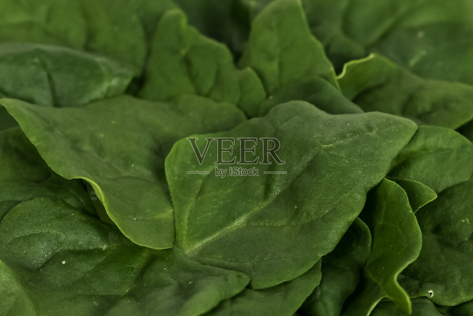 白色背景上的蔬菜照片摄影图片