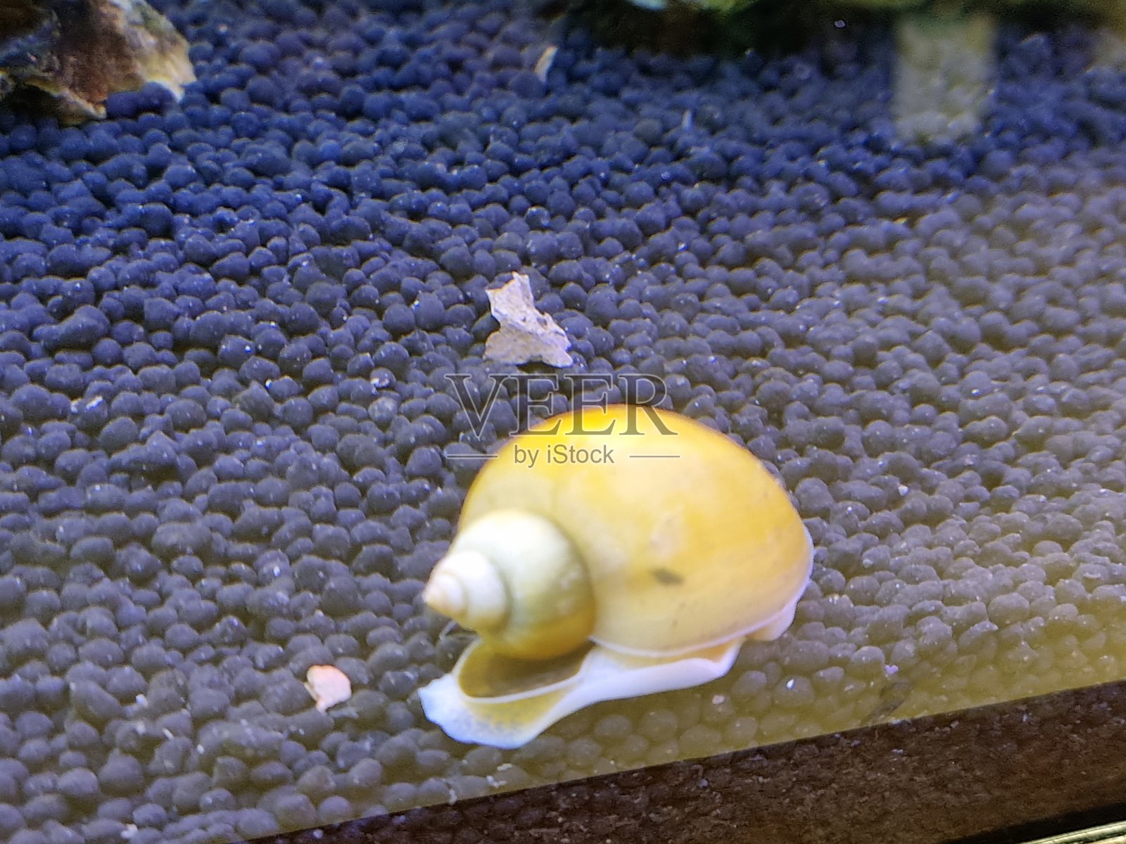 安普拉利科（Ampullaridae）家族的腹足软体动物栖息在淡水水域，以其球形壳和呼吸虹吸管而闻名。它们在生态平衡中发挥着关键作用，消耗栖息地中的有机物和藻类。照片摄影图片