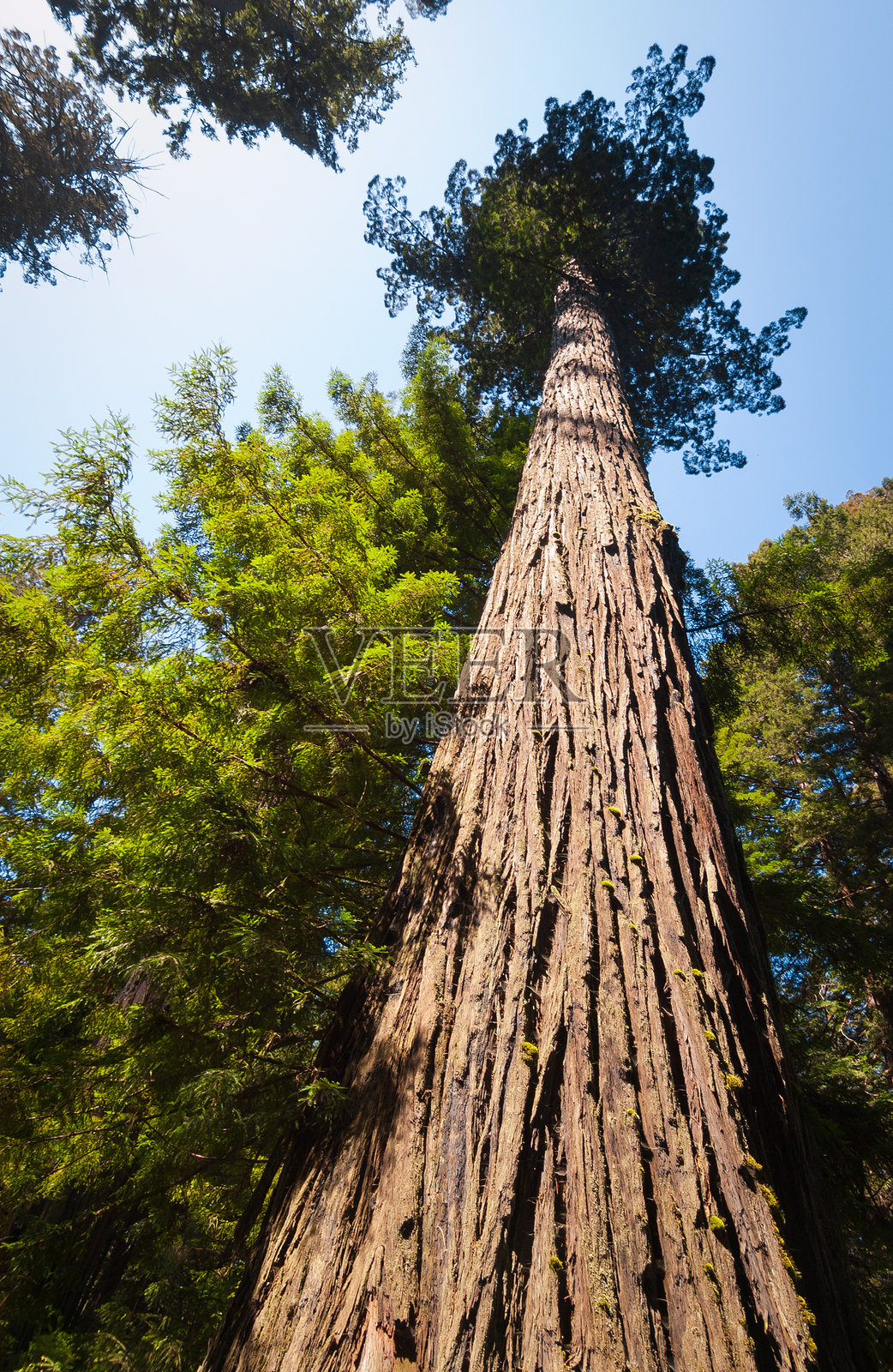 红木国家公园的高耸红杉照片摄影图片
