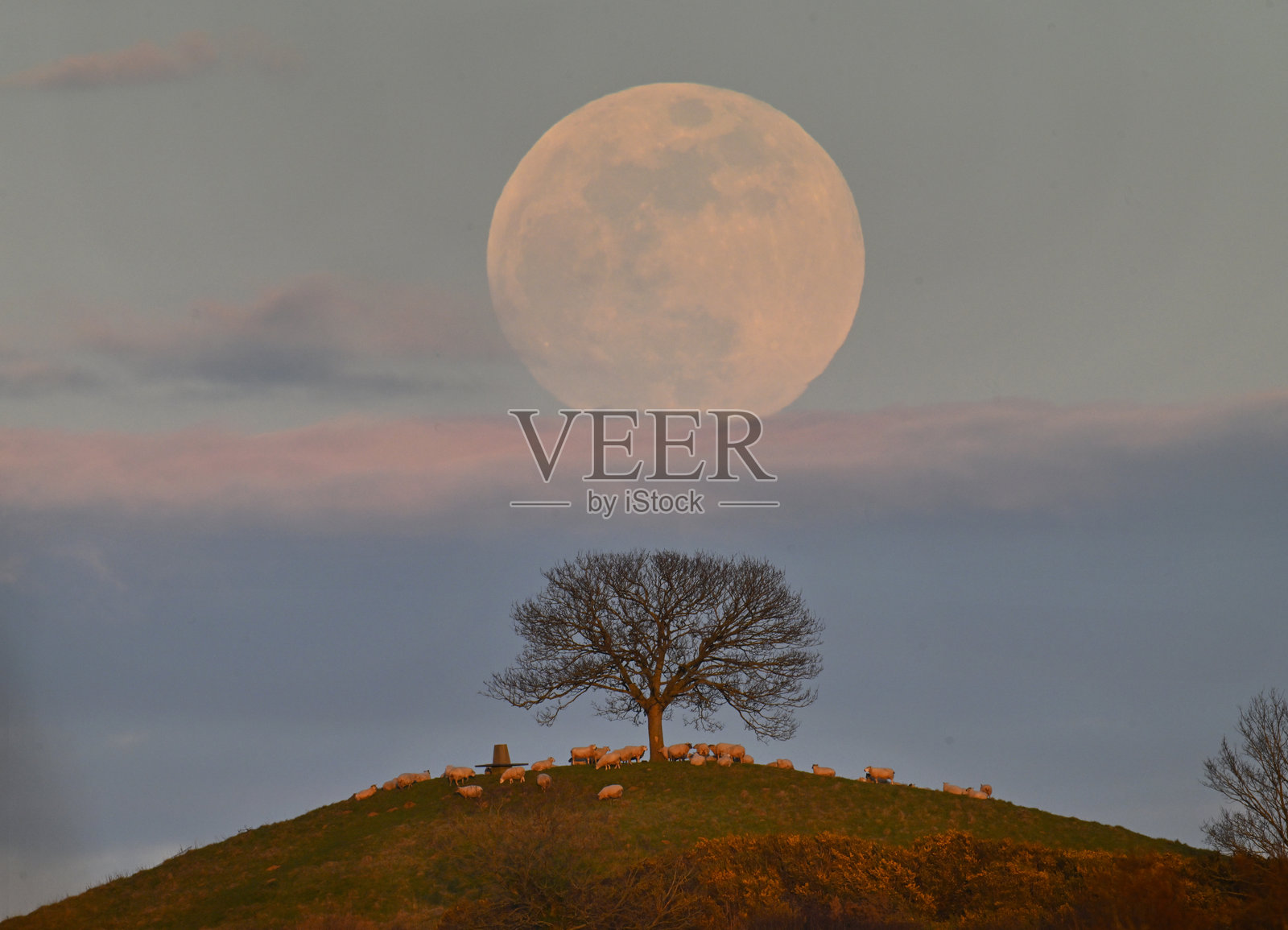 月亮、树和羊照片摄影图片