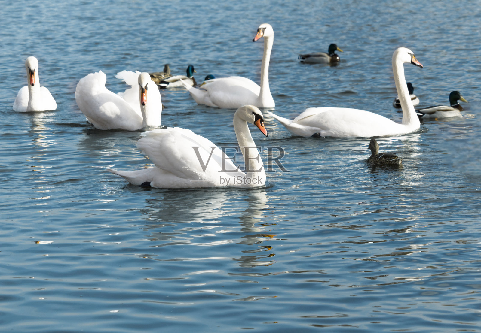 一群天鹅（Cygnus olor）在春天的河流中游泳。适合设计师和室内装饰的背景。照片摄影图片