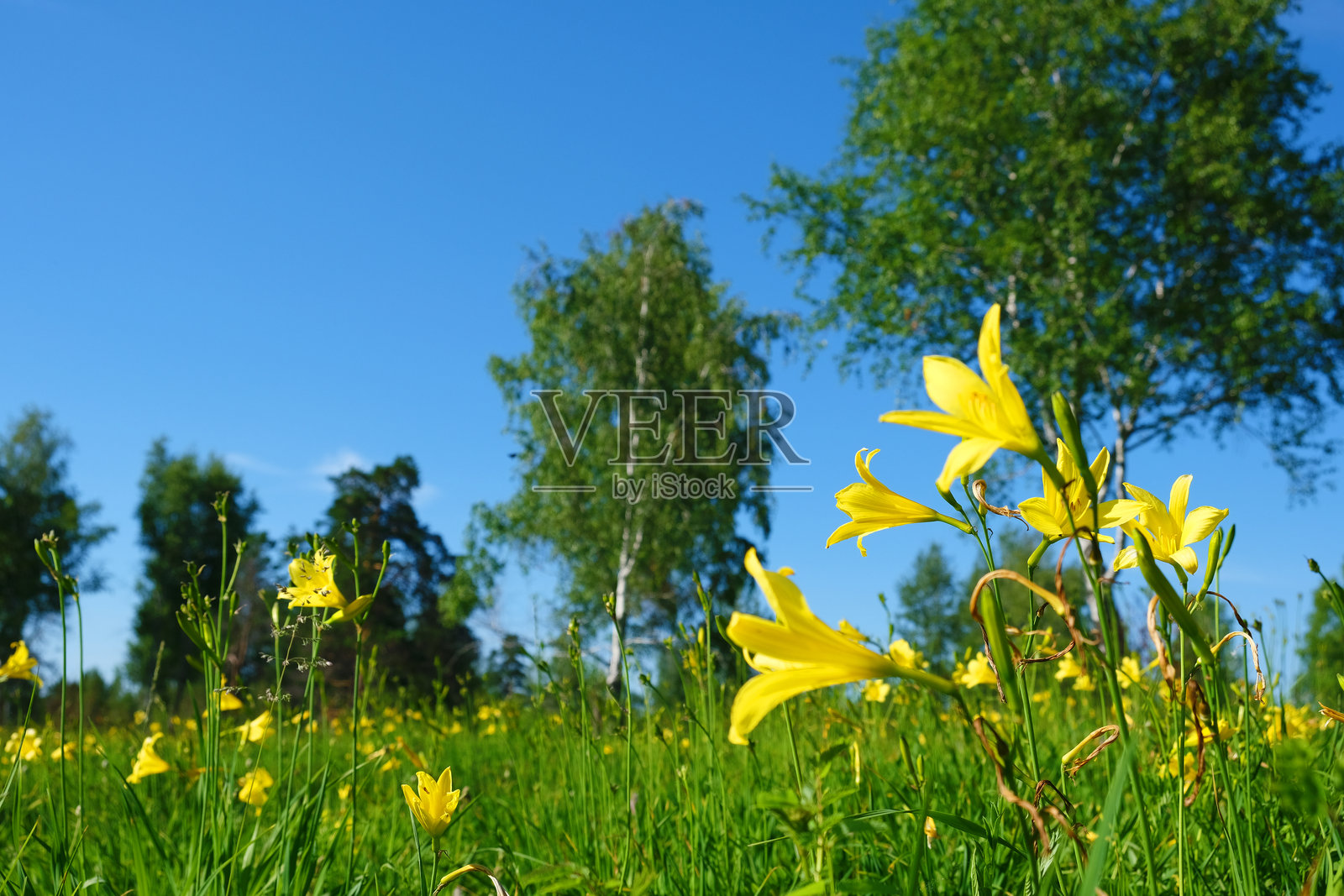 美丽的草地上盛开着黄色的萱草花。开花的黄花萱草，白桦林。照片摄影图片
