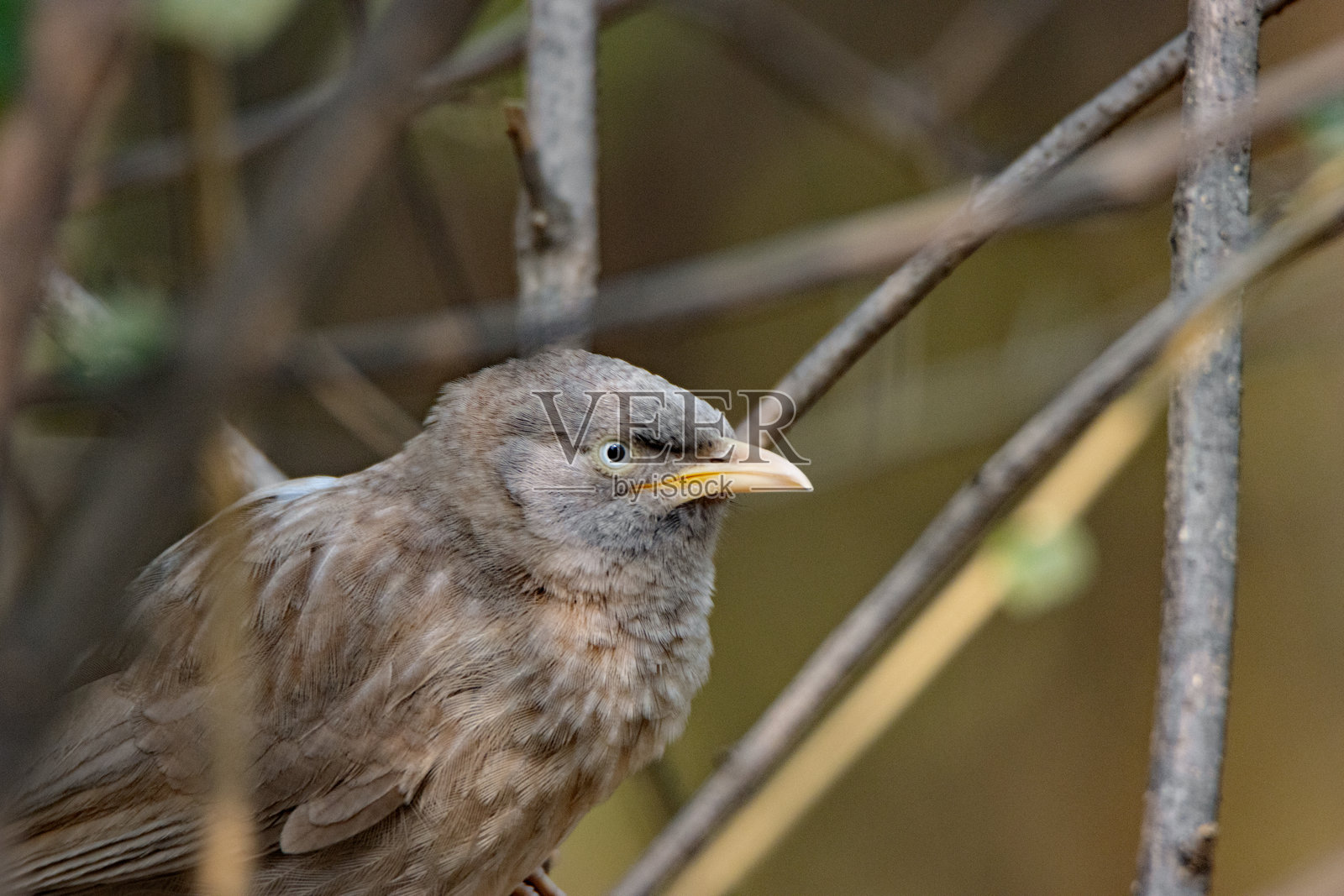 孤立在自然背景上的丛林鹊鸲（Argya striata）特写镜头照片摄影图片