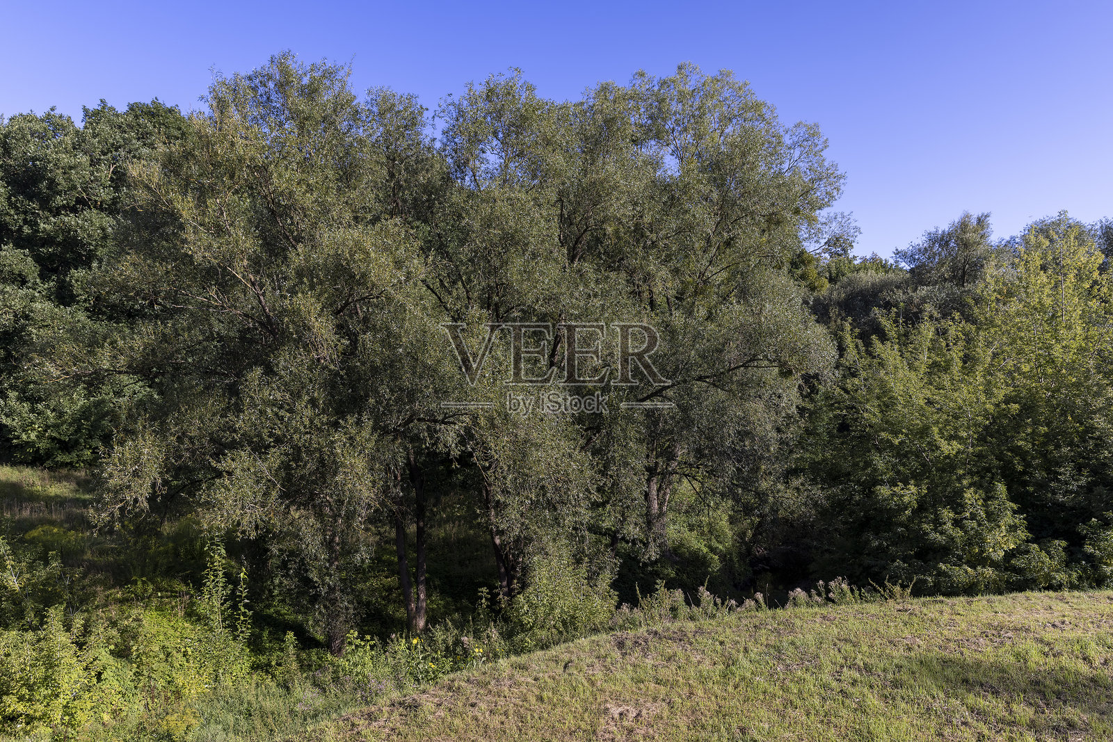 夏末公园中不同种类的落叶树照片摄影图片