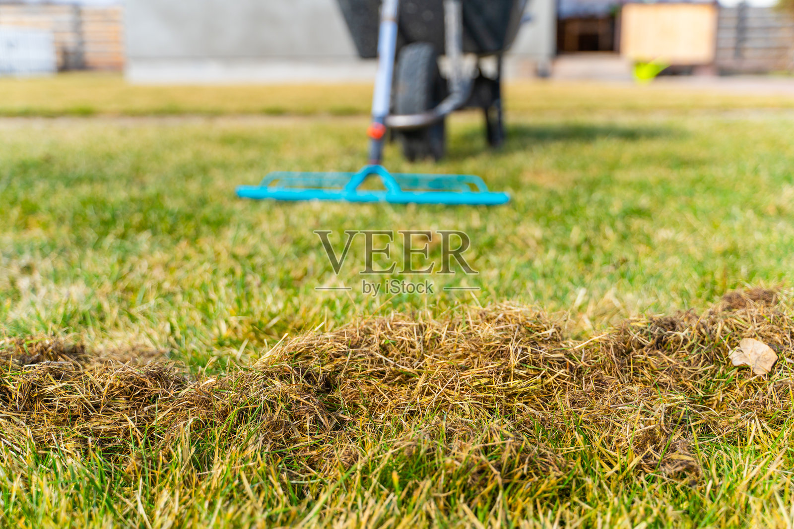 冬季后清理草坪时的干草量。春季草坪护理照片摄影图片