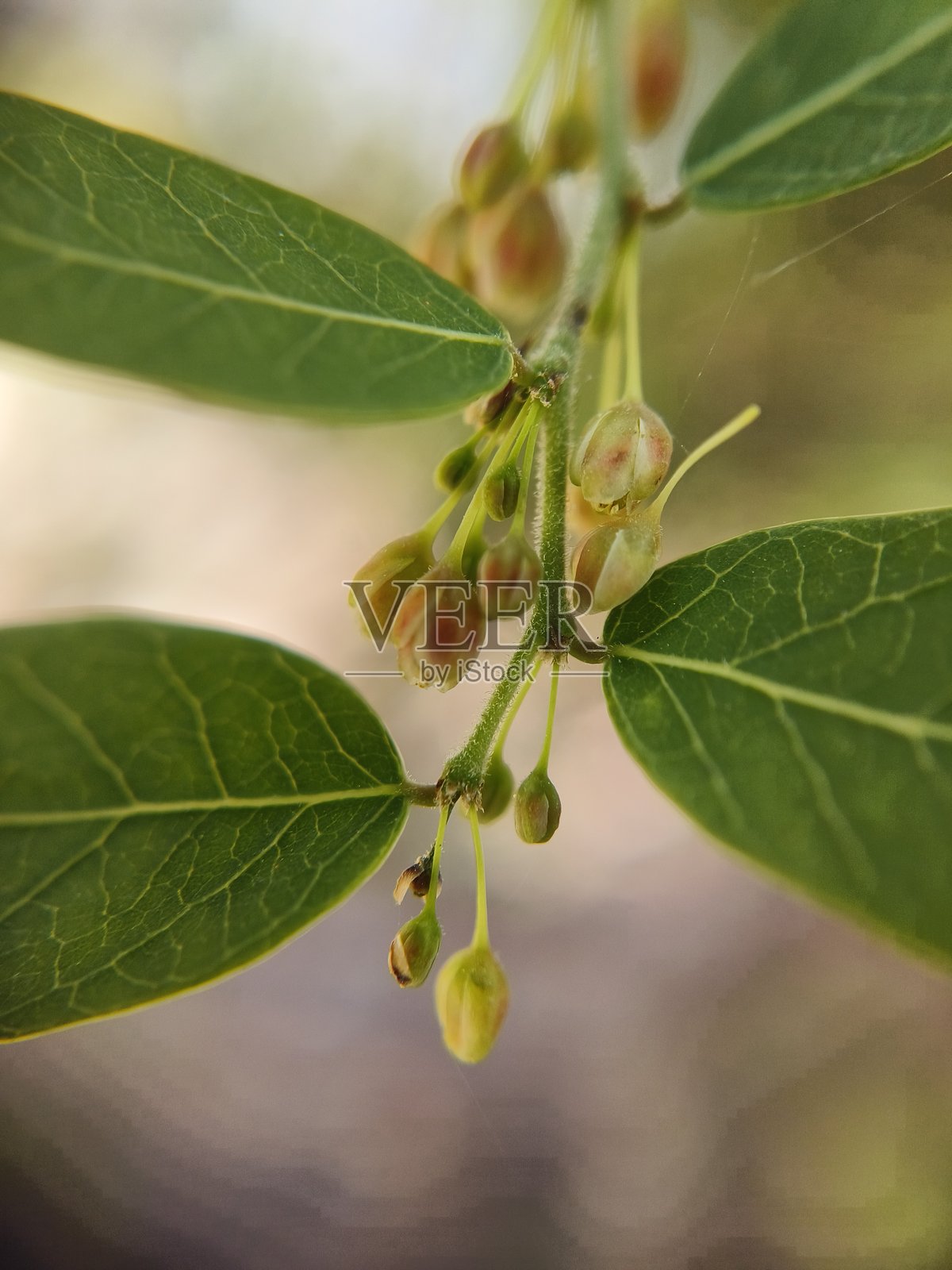 网状叶木（黑蜜灌木）植物照片摄影图片