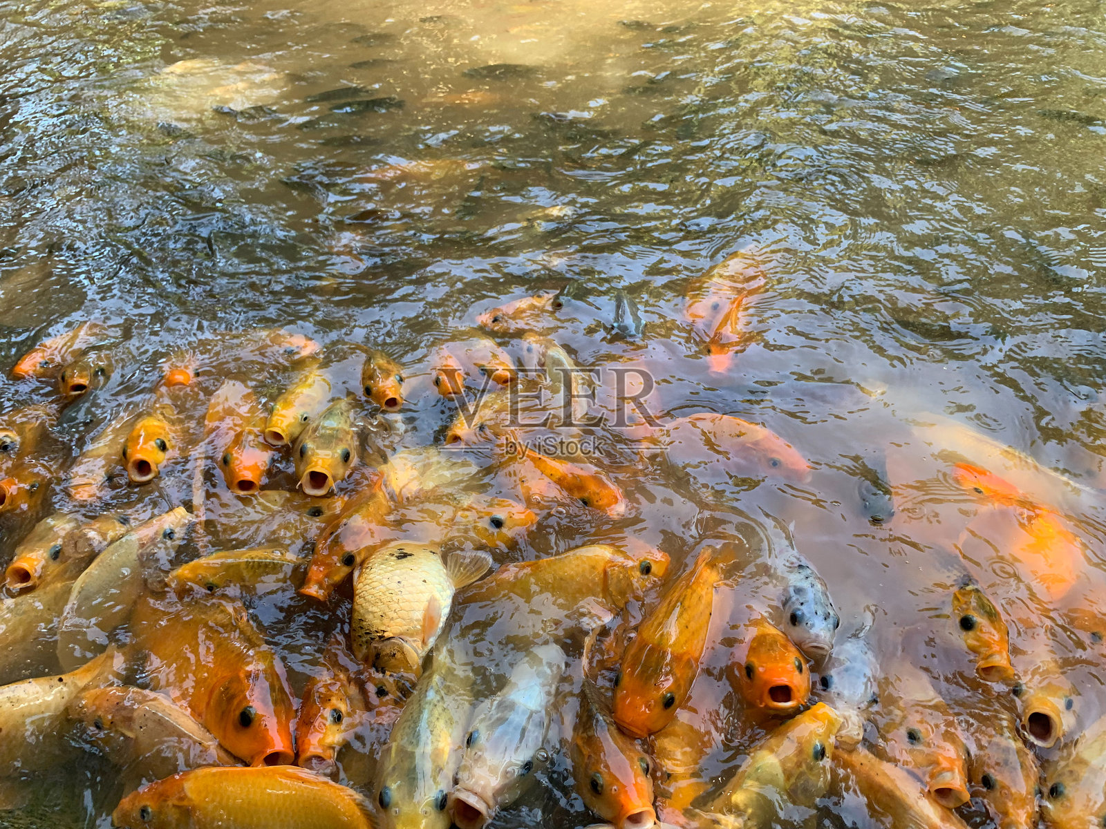 一个大池塘里充满了无数只金鱼，兴奋地在水面附近游动。照片摄影图片