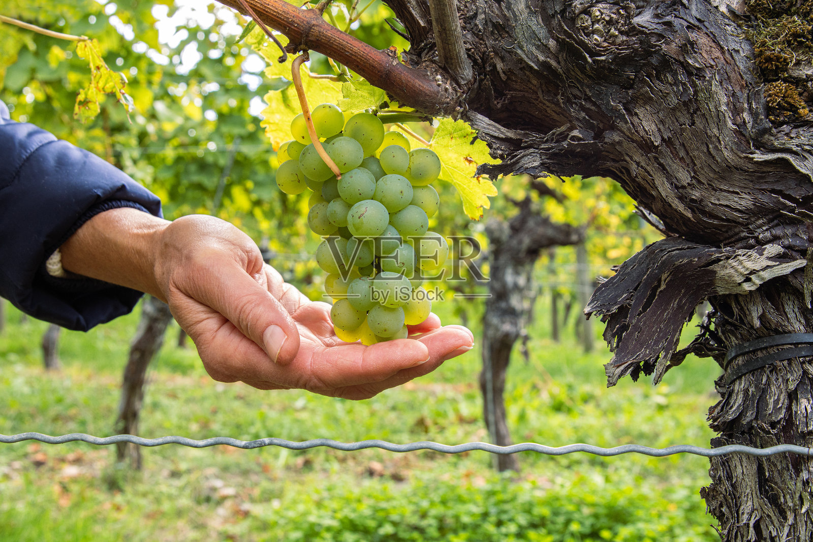 女人双手捧着一串成熟的葡萄。绿色的葡萄串悬挂在扭曲的藤蔓上。成熟的葡萄藤生长在一棵古老的树干上，位于德国巴伐利亚的弗兰肯地区维尔茨堡的郁郁葱葱的葡萄园中。照片摄影图片